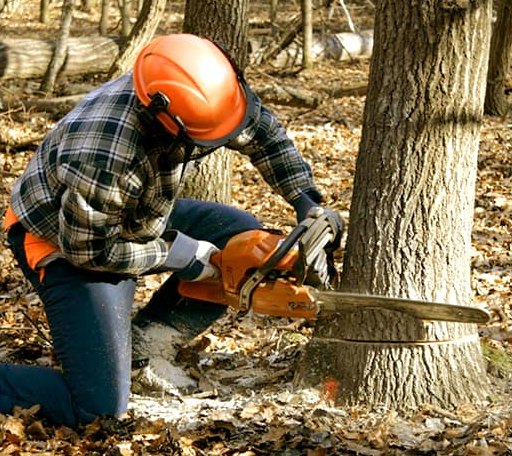 Tree Removal in Mobile, AL